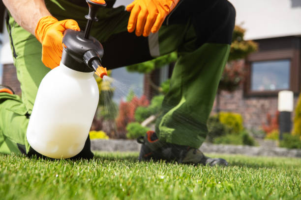 Wasp Removal Services in Hainesville, IL