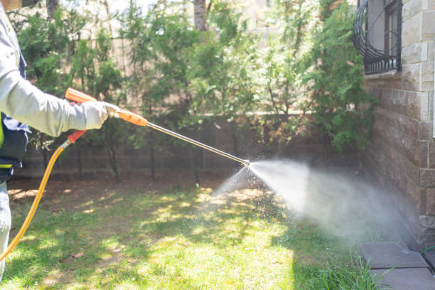 Best Spider Control Near Me  in Hainesvle, IL