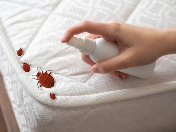 Best Best Pest Control Companies  in Hainesvle, IL