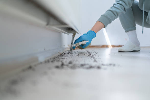 Best Bed Bug Extermination  in Hainesvle, IL